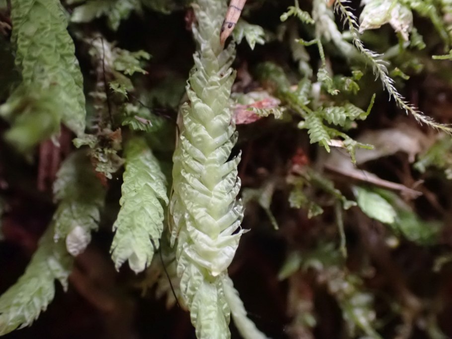 Muski Plagiothecium microskopiye