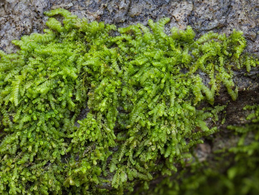 Палюстриелла изменчивая