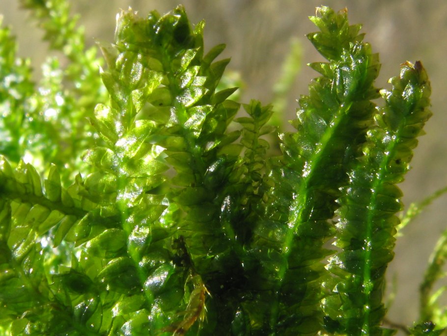 Плагиотециум скрытный