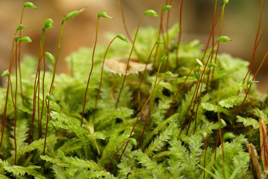 Плагиотециум светло-зелёный