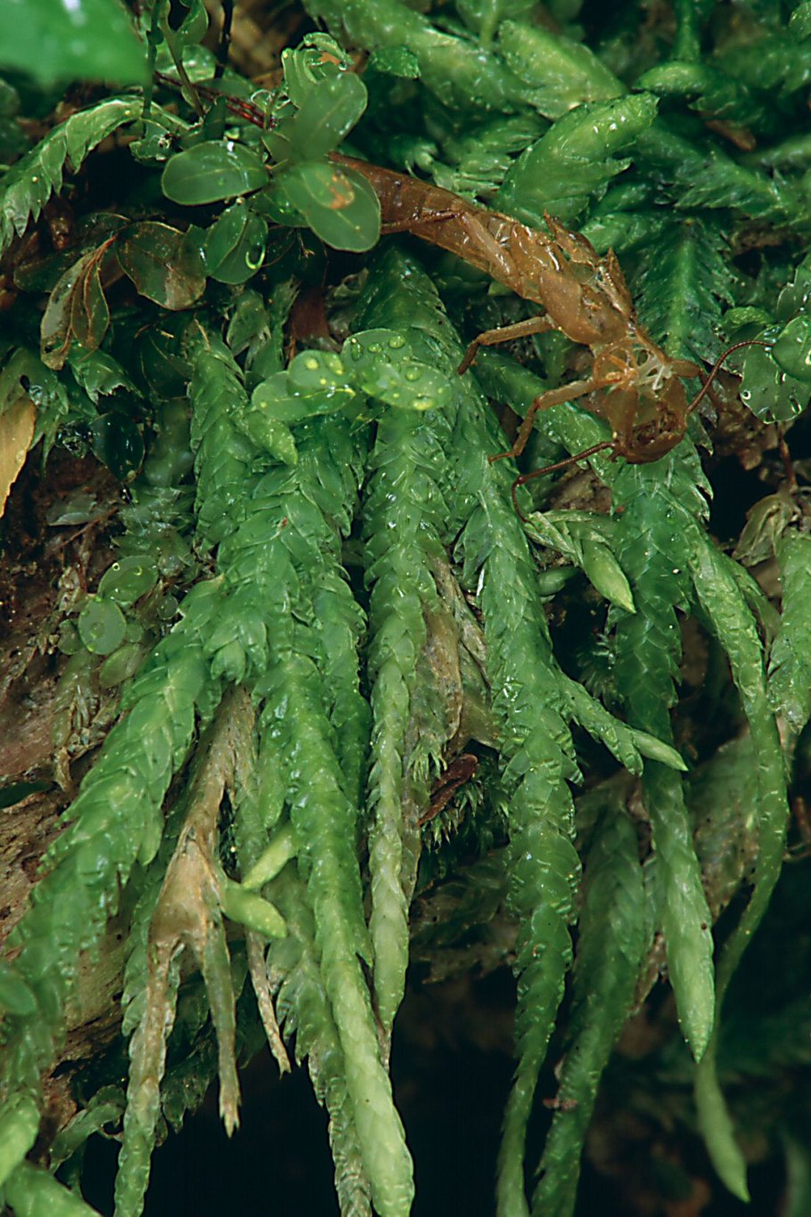 Палюстриелла переменчивая