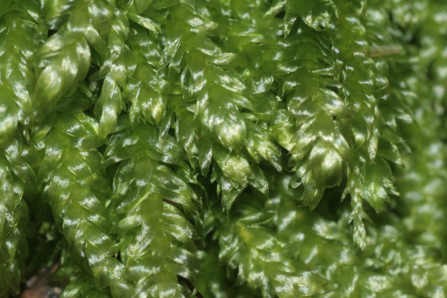 Plagiothecium laetum мох