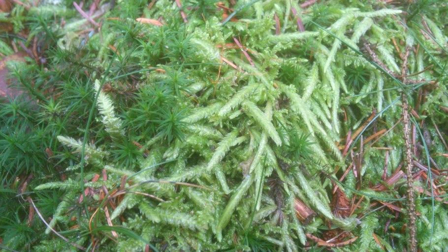 Plagiothecium undulatum