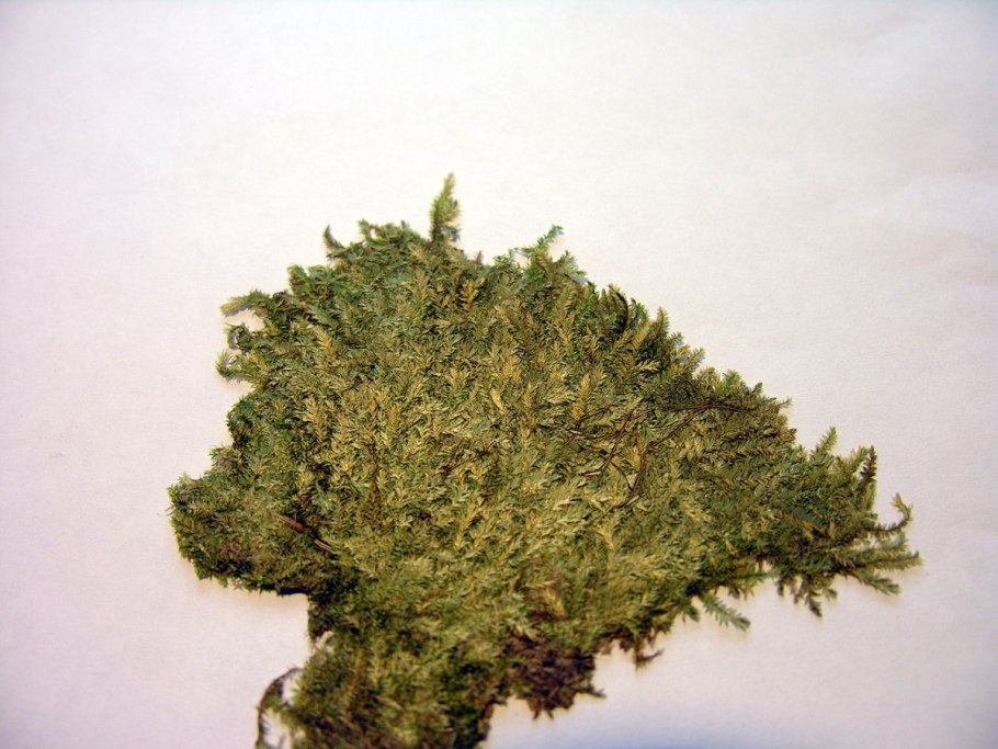 Плагиотециум скрытный