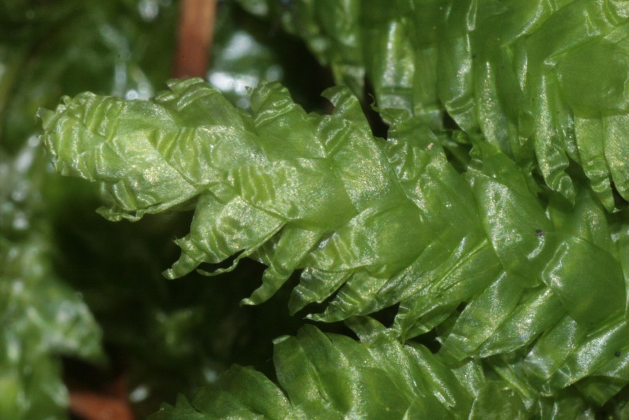 Плагиотециум скрытный красная книга