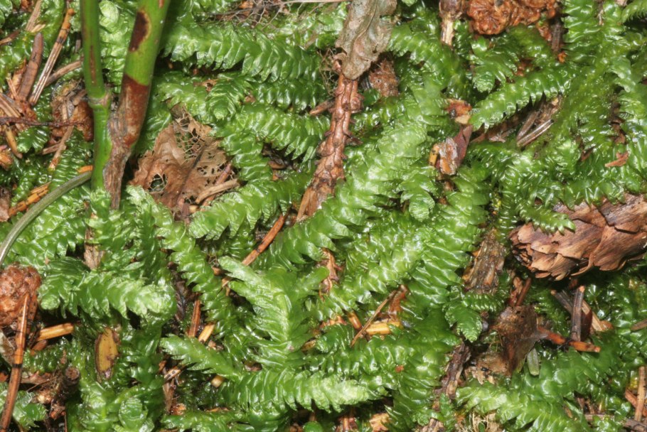 Lejeunea cavifolia