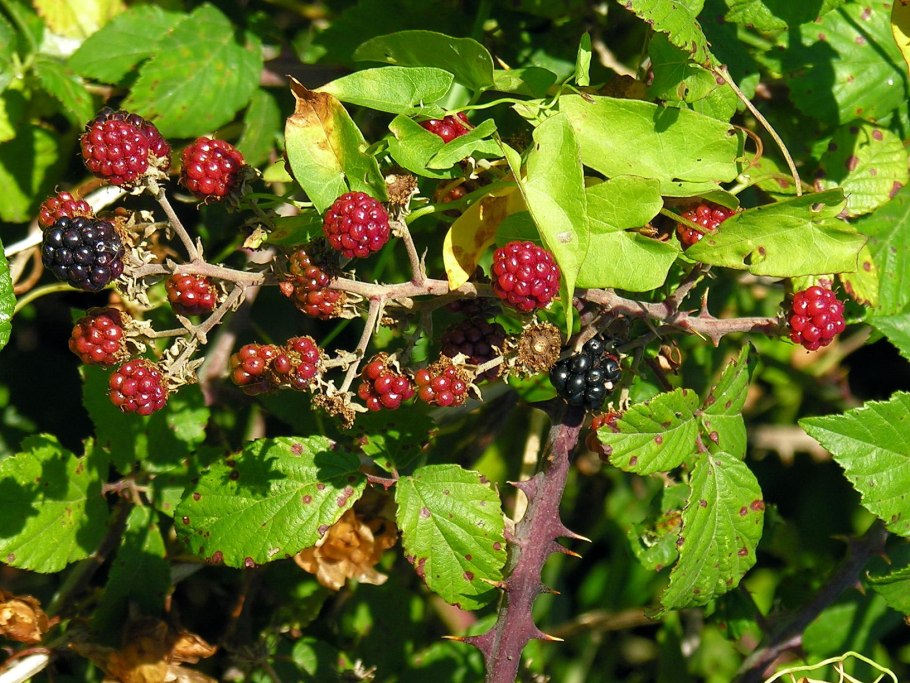 Цветок мора