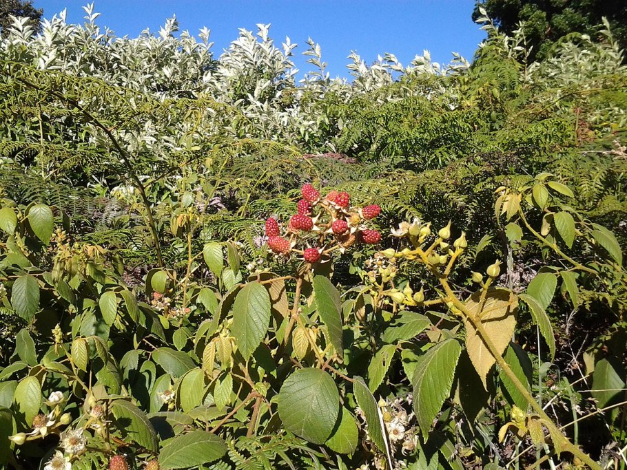 Марь растение с ягодами