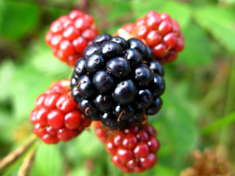 Крушовица ягода