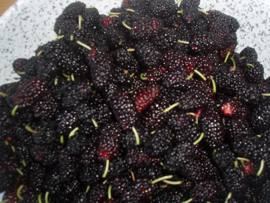 Лавандовый Крокус – Lavender Crocus