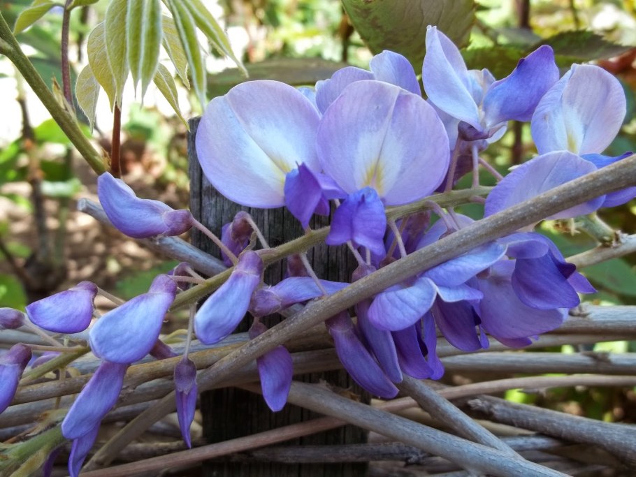 Египет цветы природа