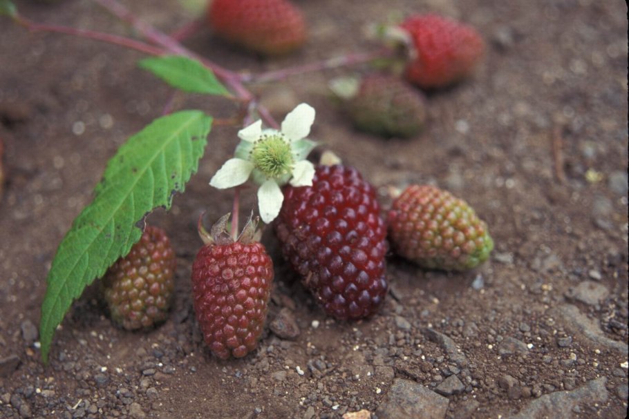 Гречка цветет красными цветами фото