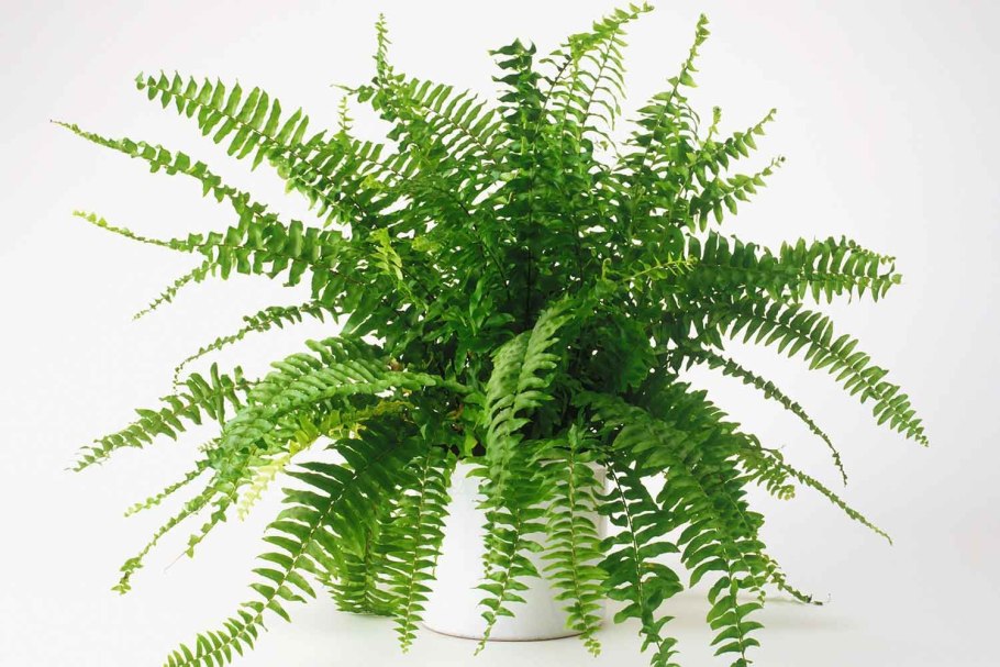 Папоротник нарвов