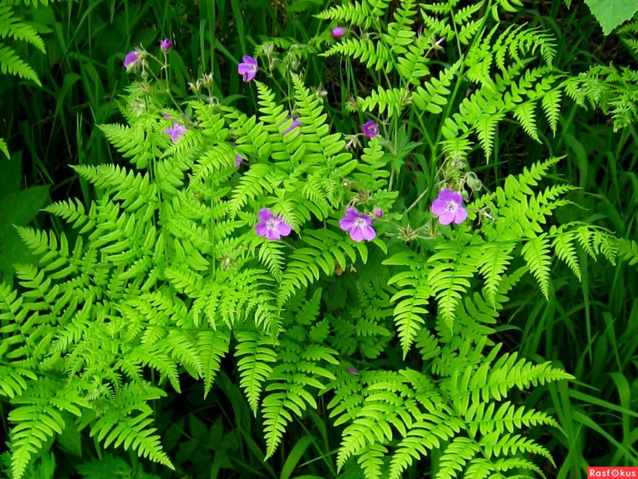 Папоротник орляк цветет