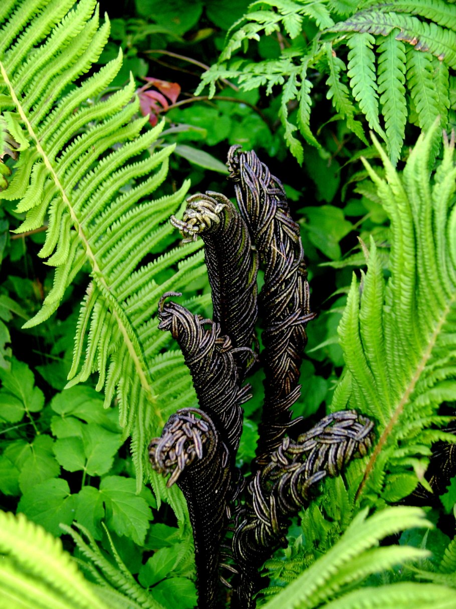 Цветущий папоротник