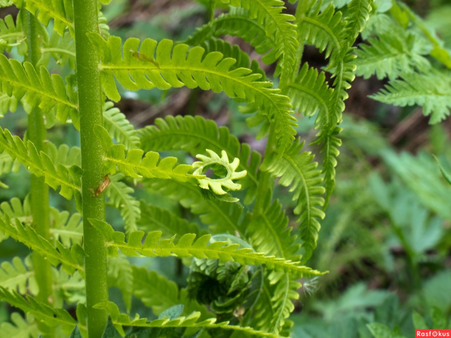 Папоротник орляк цветет