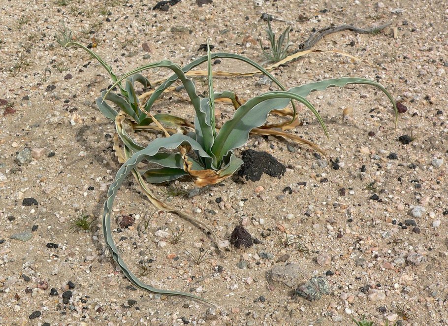 Белый цветок пустыни картинки