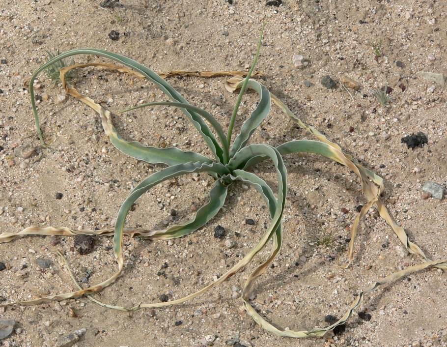 Лилия Desert Inn