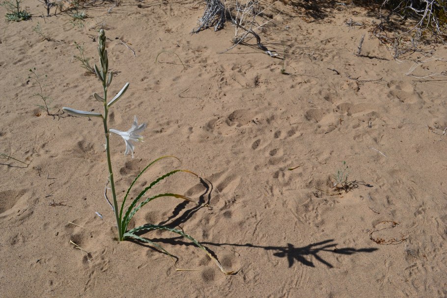 Лилейник оранжевый куст