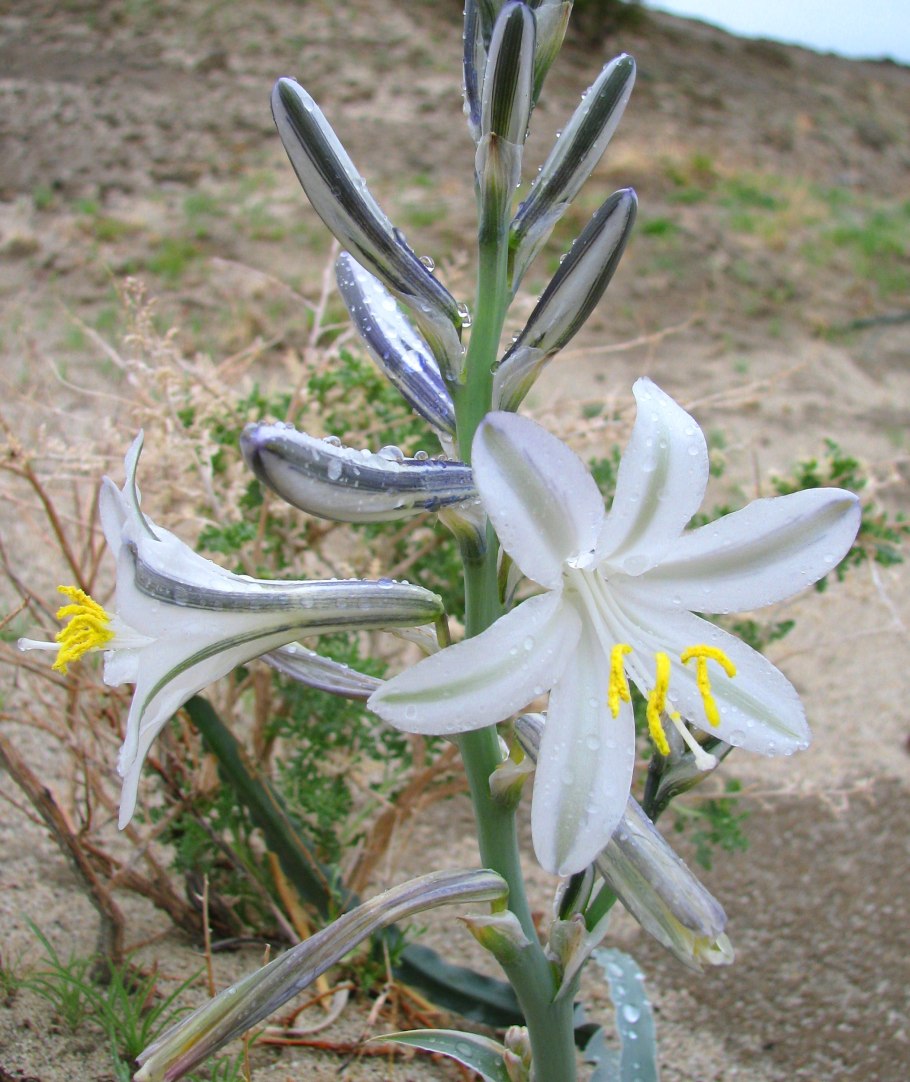 Лилия Desert Inn