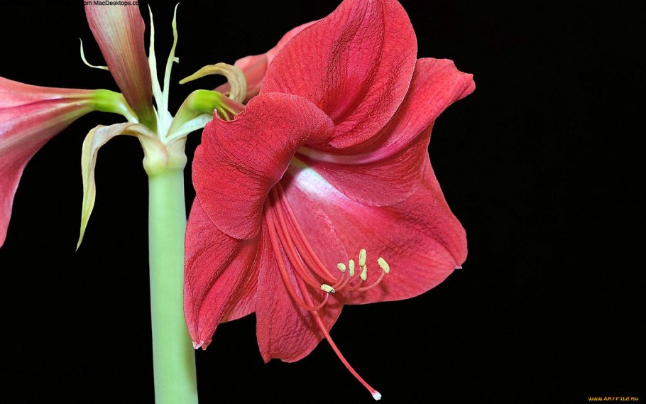 Leucocrinum montanum