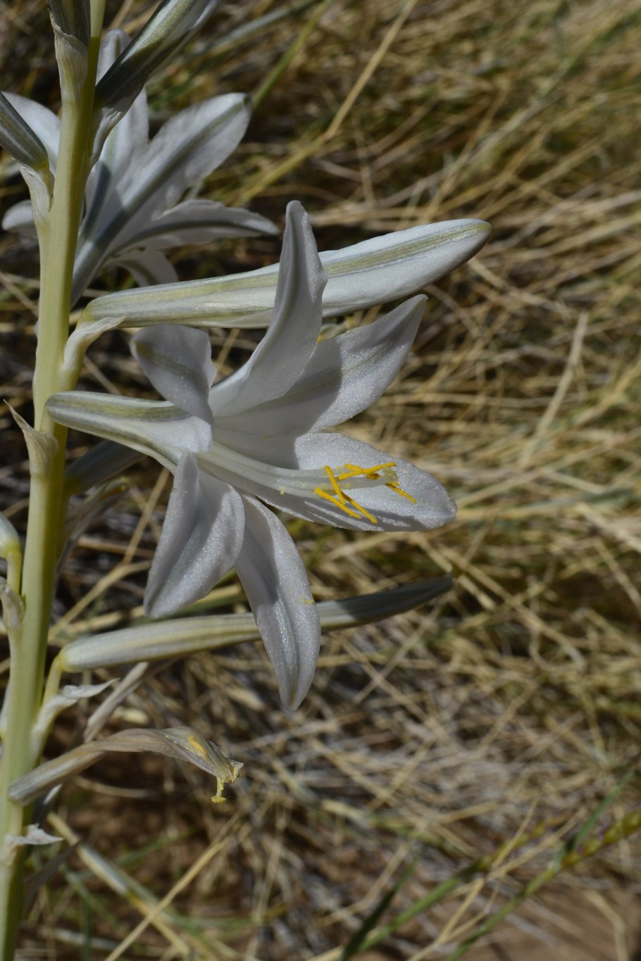 Цветок Гесперокаллис фото