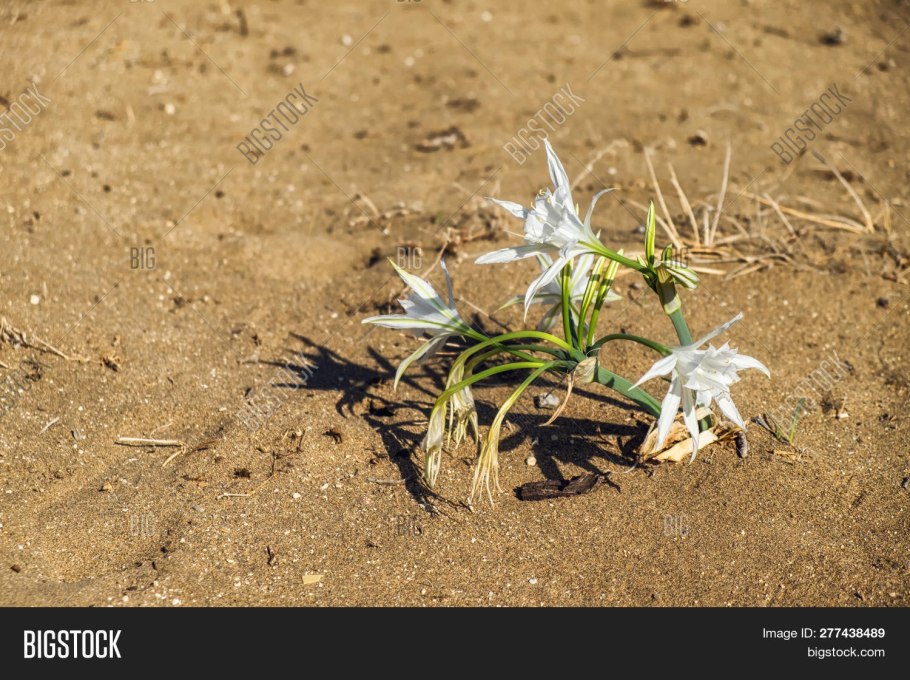 Лилии в пустыне