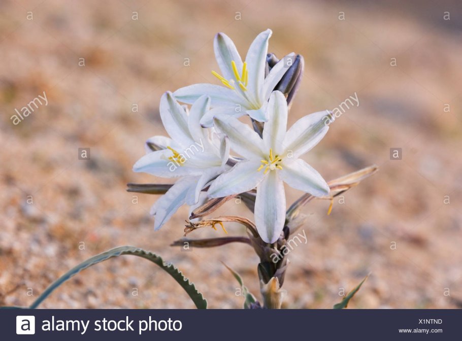 Лилии в пустыне