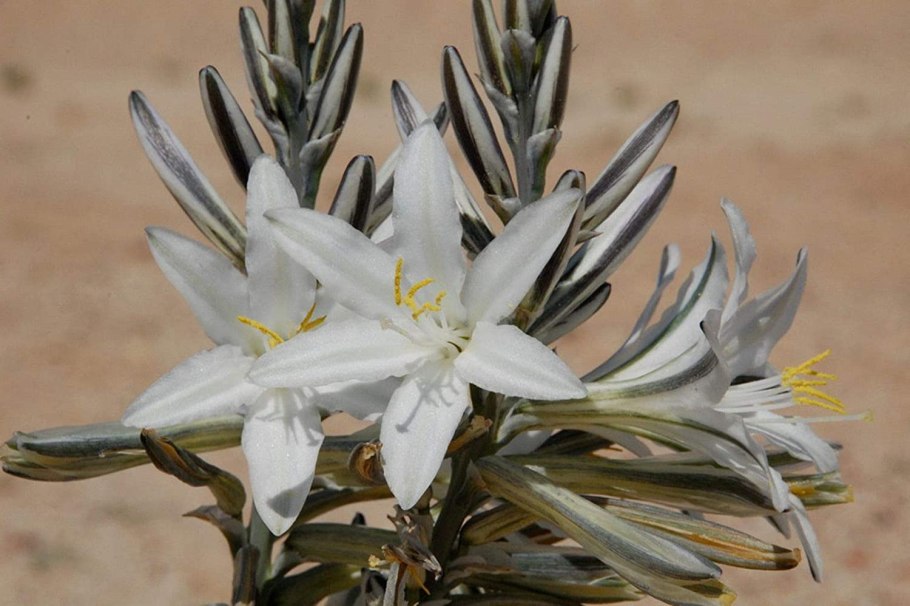 Гесперокаллис белый