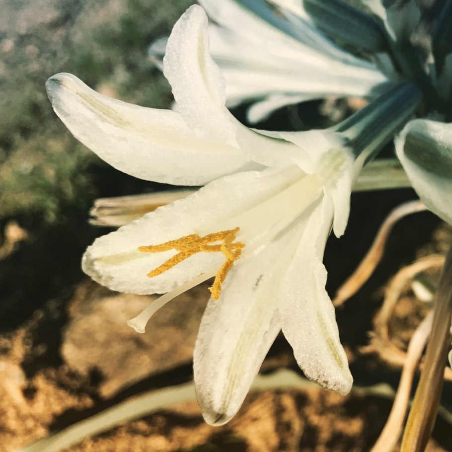 Пустынная Лилия