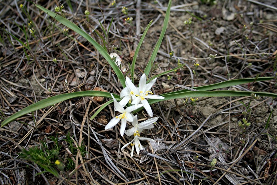Иксиолирион татарский