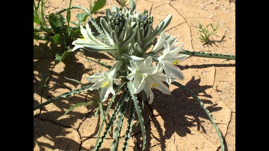 Пустынная Лилия емминокалиес