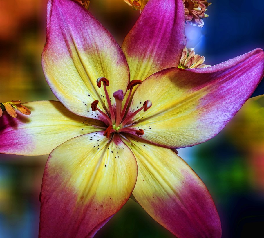 Пустынная Лилия