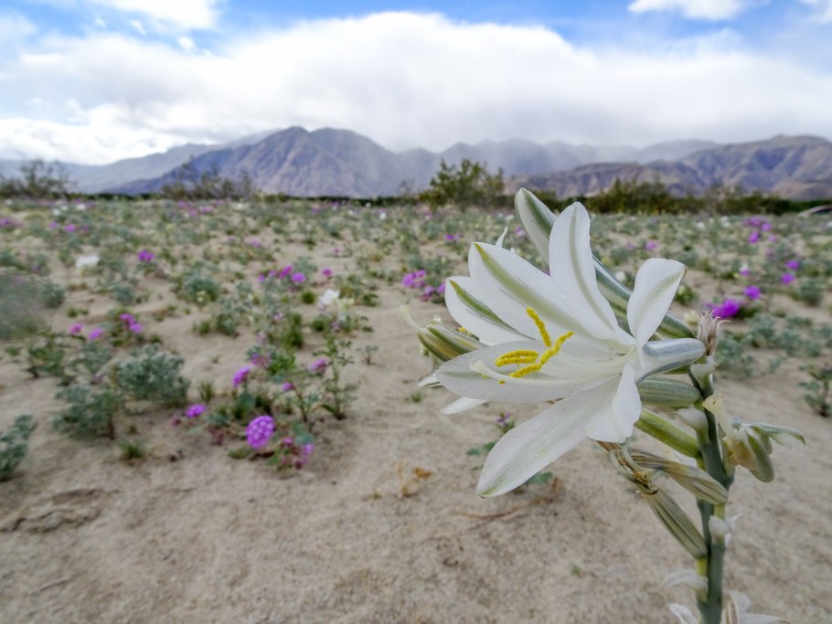 Hesperocallis undulata