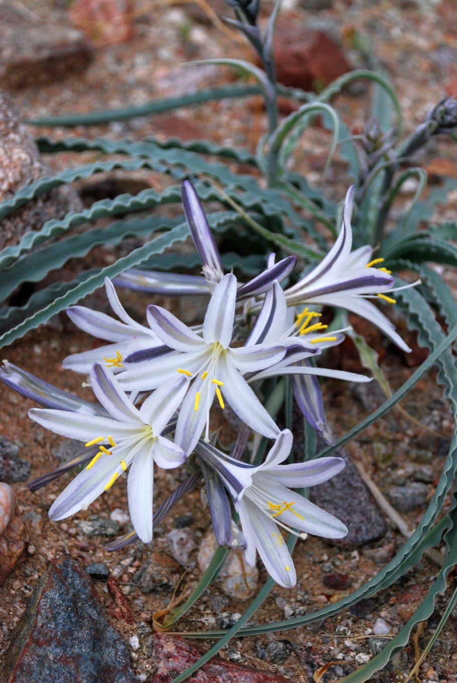 Пустынная Лилия