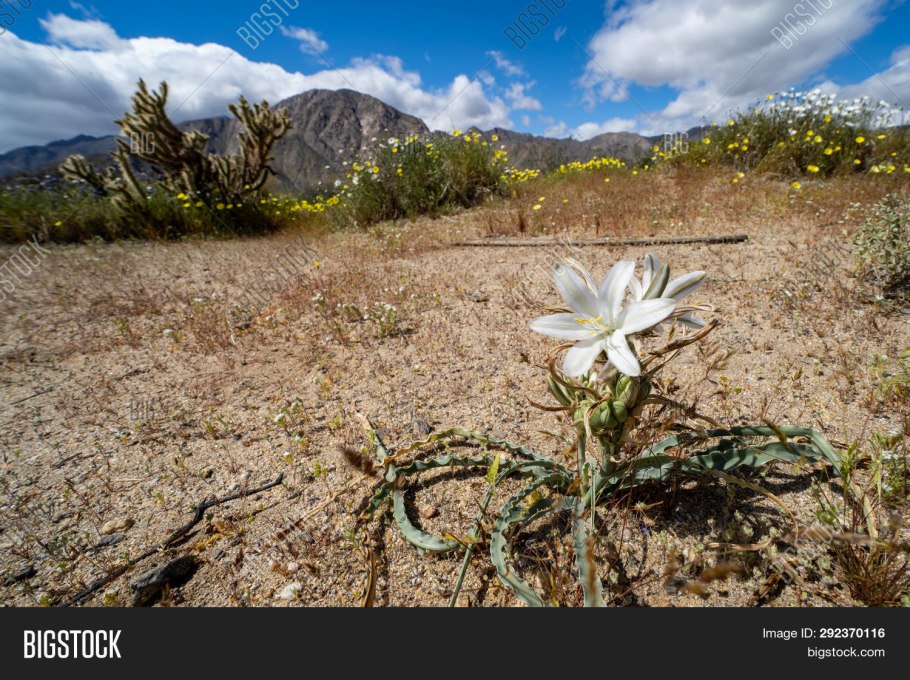 Гесперокаллис розовый