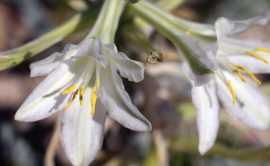 Лилия в пустыне