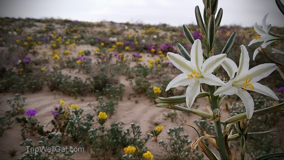 Пустынная Лилия