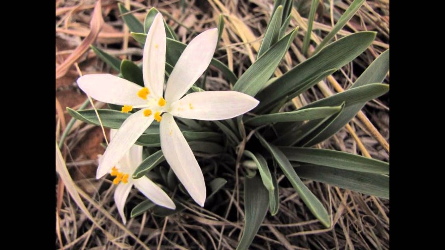 Leucocrinum montanum