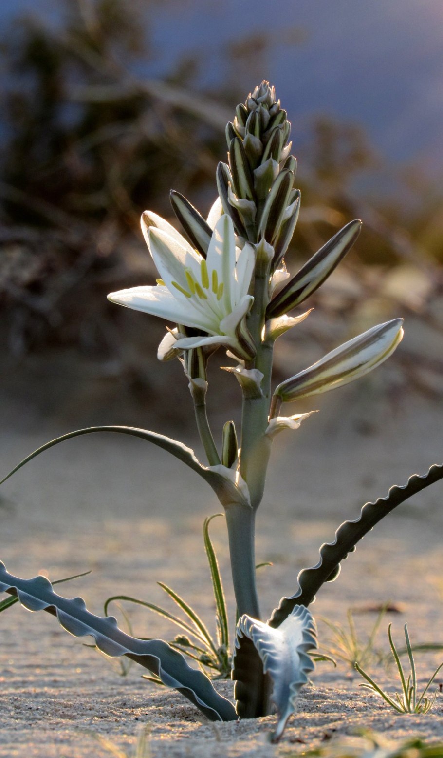 Леукокринум горный