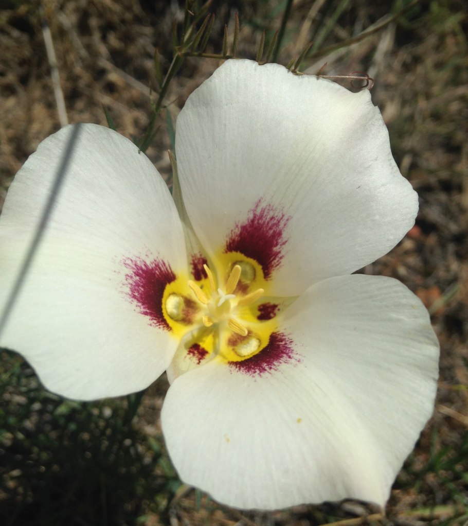 Леукокринум