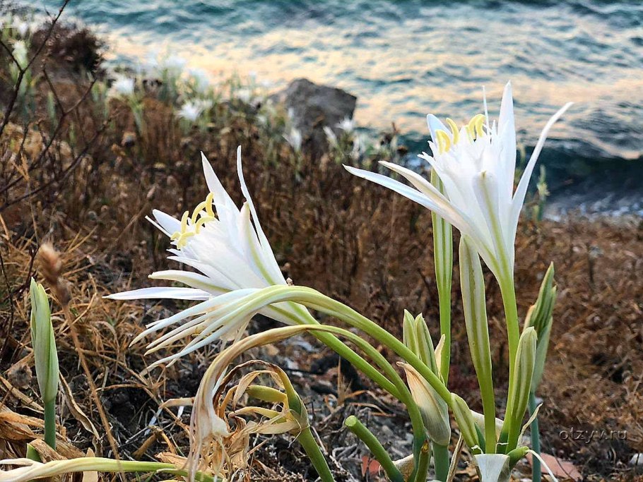 Панкраций морской