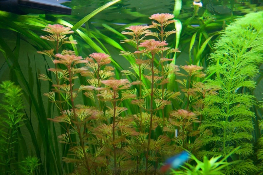 Кабомба Фурката Cabomba furcata