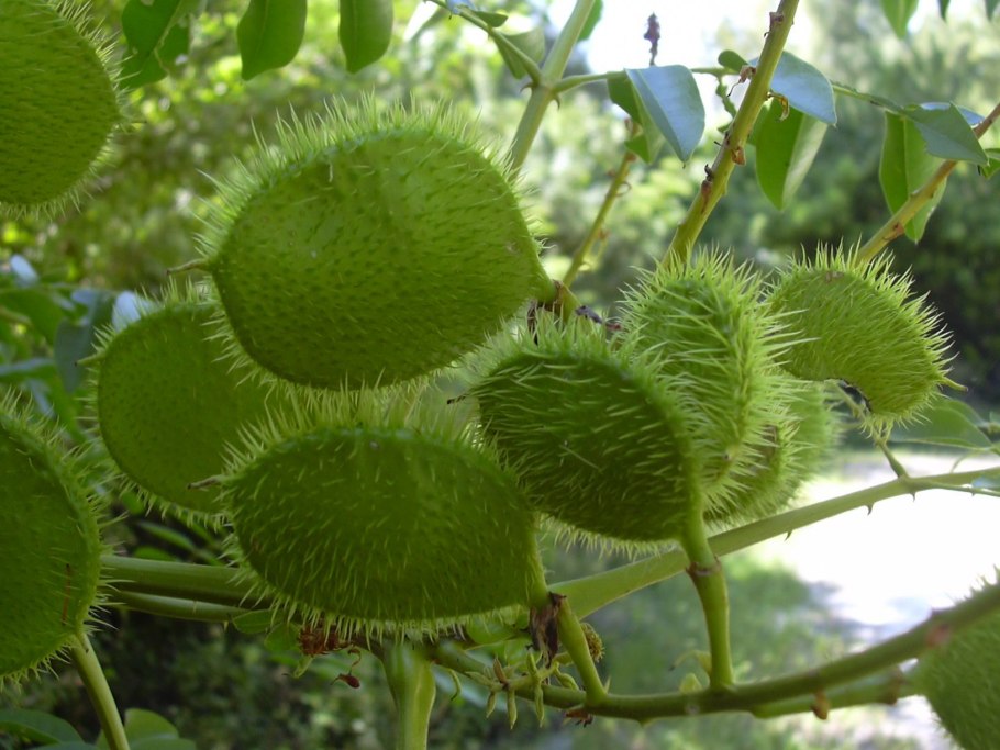 Caesalpinia bonduc