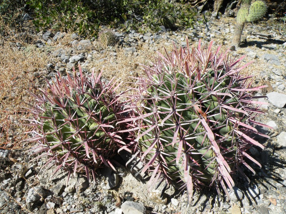Ferocactus recurvus
