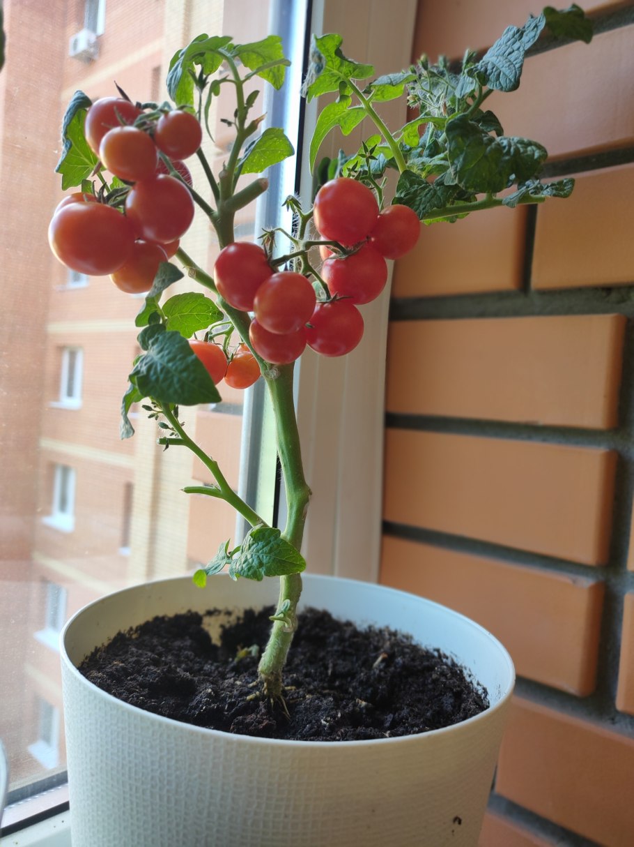 Семена черри для балкона