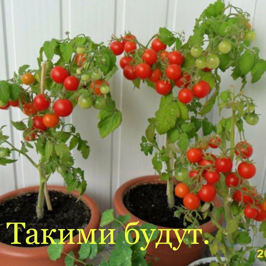 Помидоры черри в горшке