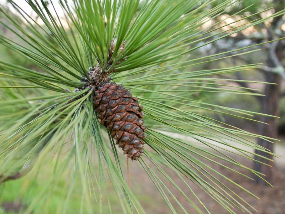 Сосна Pinus Ponderosa