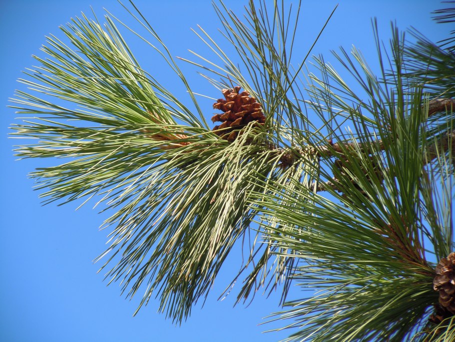 Сосна Ponderosa