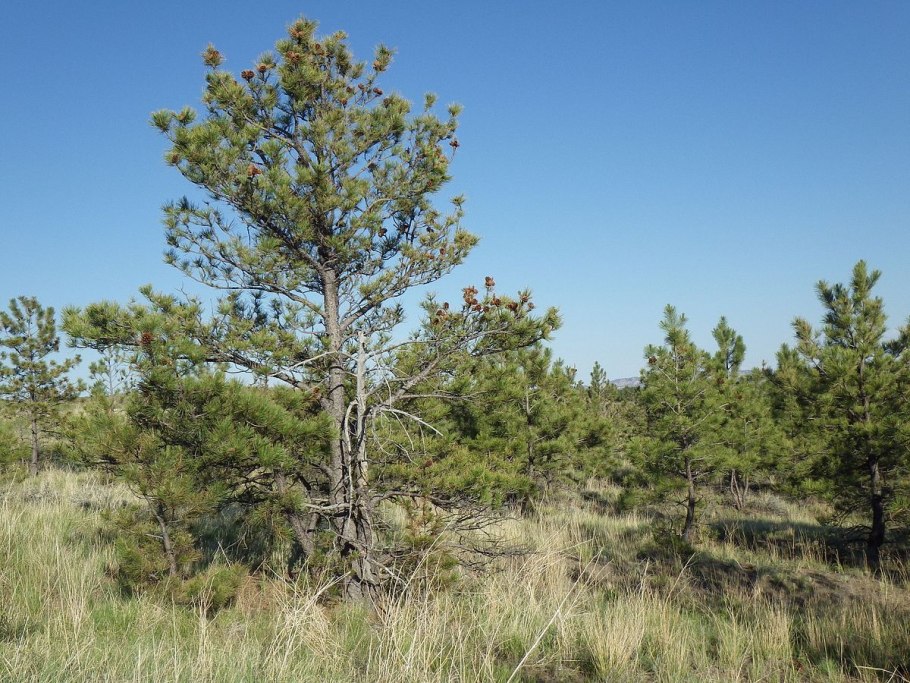 Сосна желтая Pinus Ponderosa